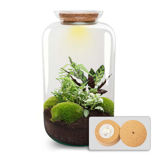 Sven XL Botanical – Terrarium mit Beleuchtung – Flaschengarten-Bastelset – Ø 23 cm ↑ 43 cm