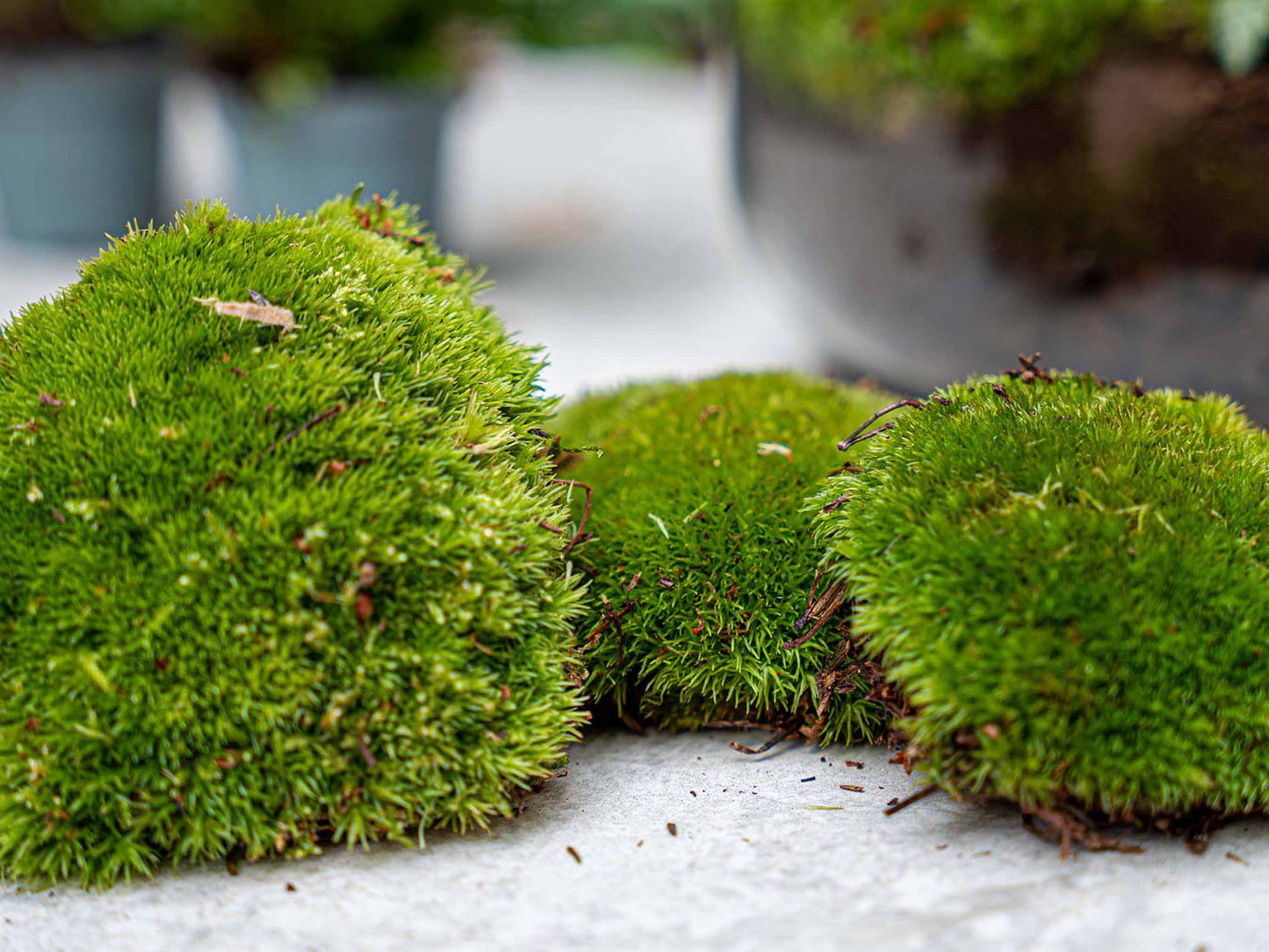 Bonsai Ficus Ginseng – Nachfüll- und Starterset für Terrarien – 3 Terrarienpflanzen – zum Selbermachen