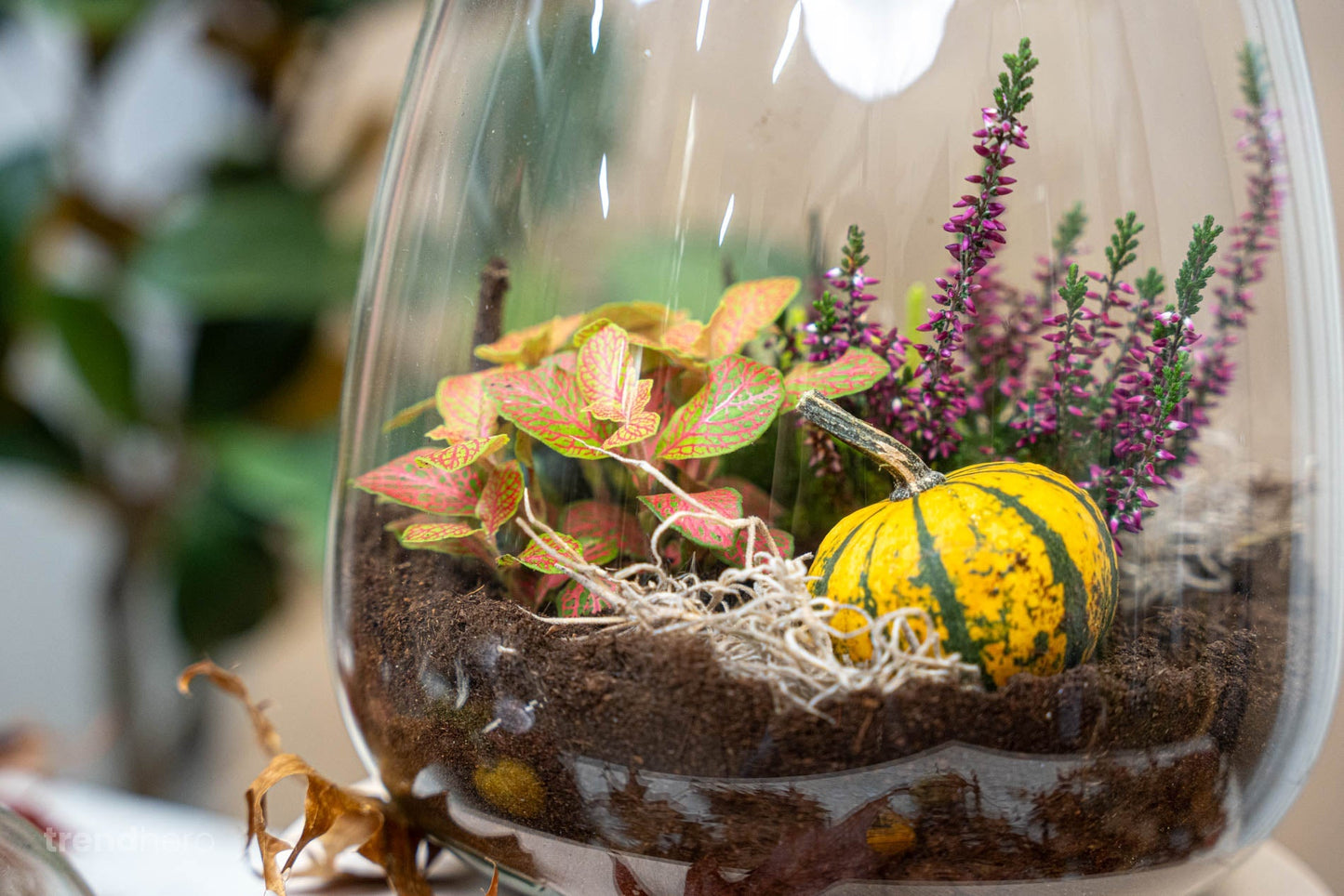 Emma Autumn – Glasflasche mit Herbstpflanzen und Mini-Kürbissen – DIY-Set für einen Herbstflaschengarten – Ø 23 cm ↑ 25 cm