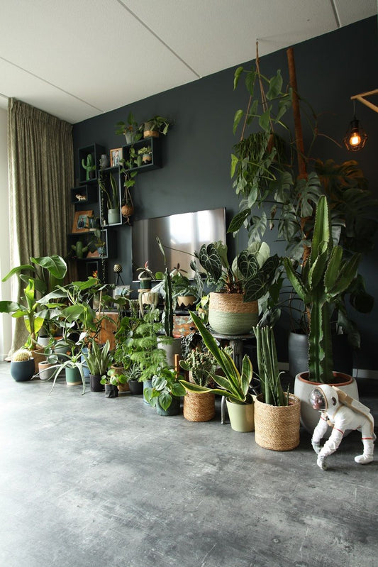 Zorgeloze Vakantie? Zo Houden Jouw Planten Het Groen Tijdens Jouw Avontuur! 🌱✈️
