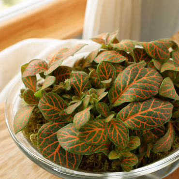 Fittonia Orange - Terrariumplant - Terrarium | Florazo detail