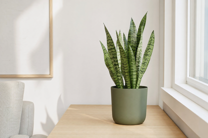 Sansevieria Zeylanica - Kamerplant | Florazo usage