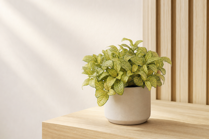 Florazo Fittonia Joly Lemon - sales image