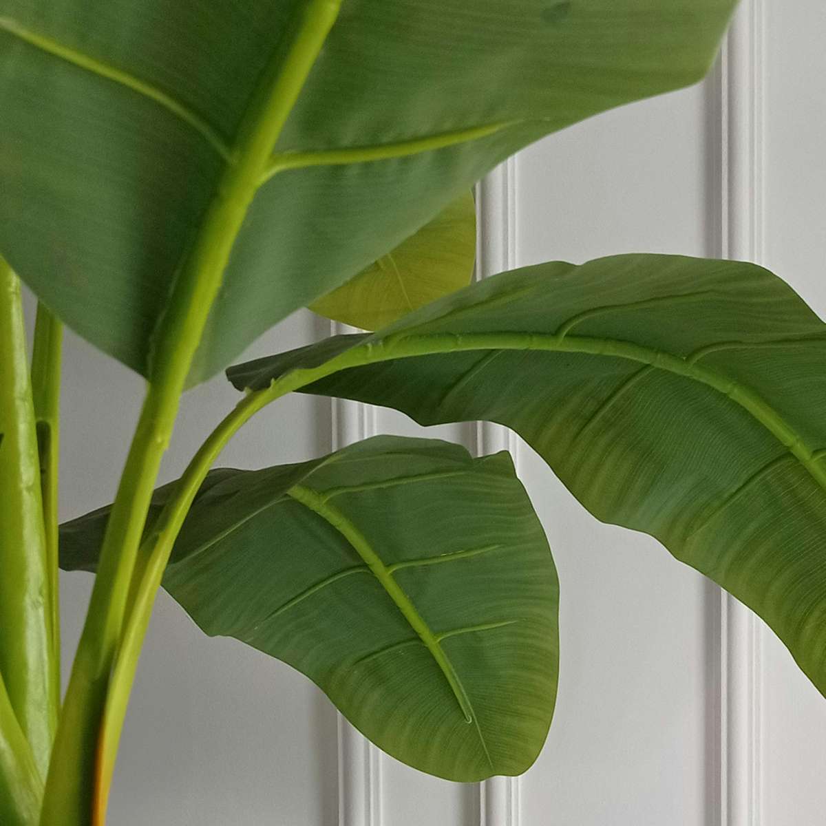 Musa Basjoo - Bananenpflanze