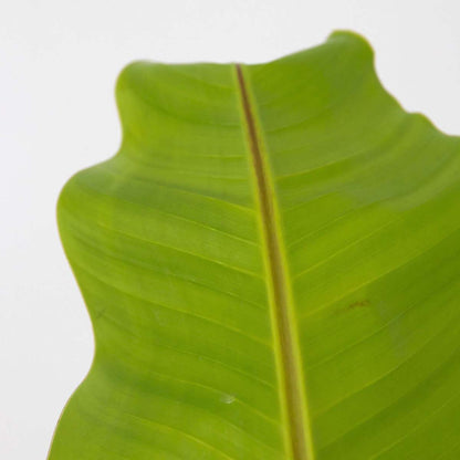 Musa Basjoo - 2er-Set - Bananenpflanze