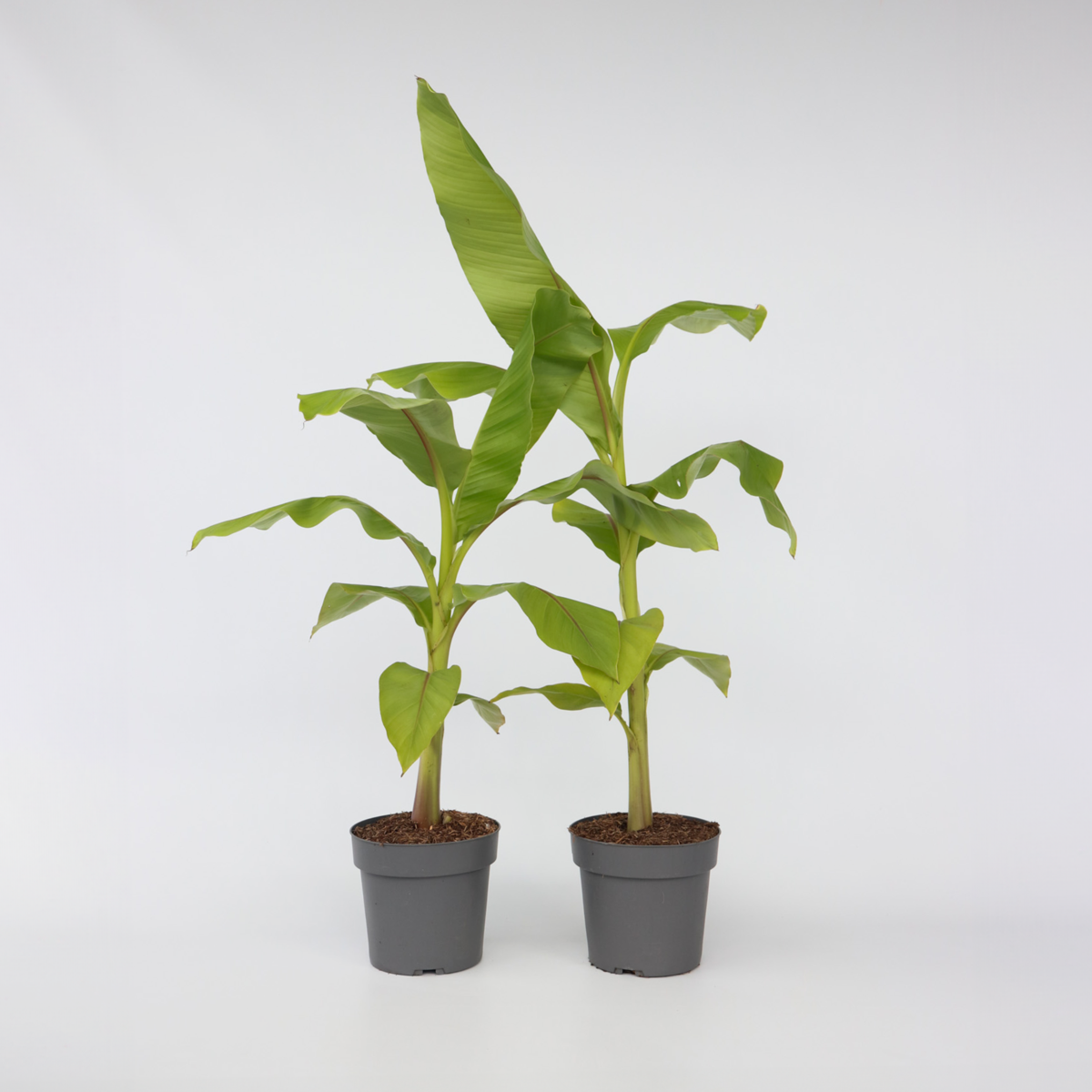 Musa Basjoo - 2er-Set - Bananenpflanze
