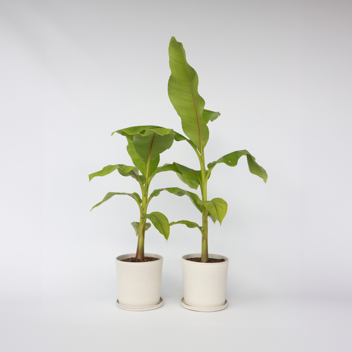 Musa Basjoo - 2er-Set - Bananenpflanze