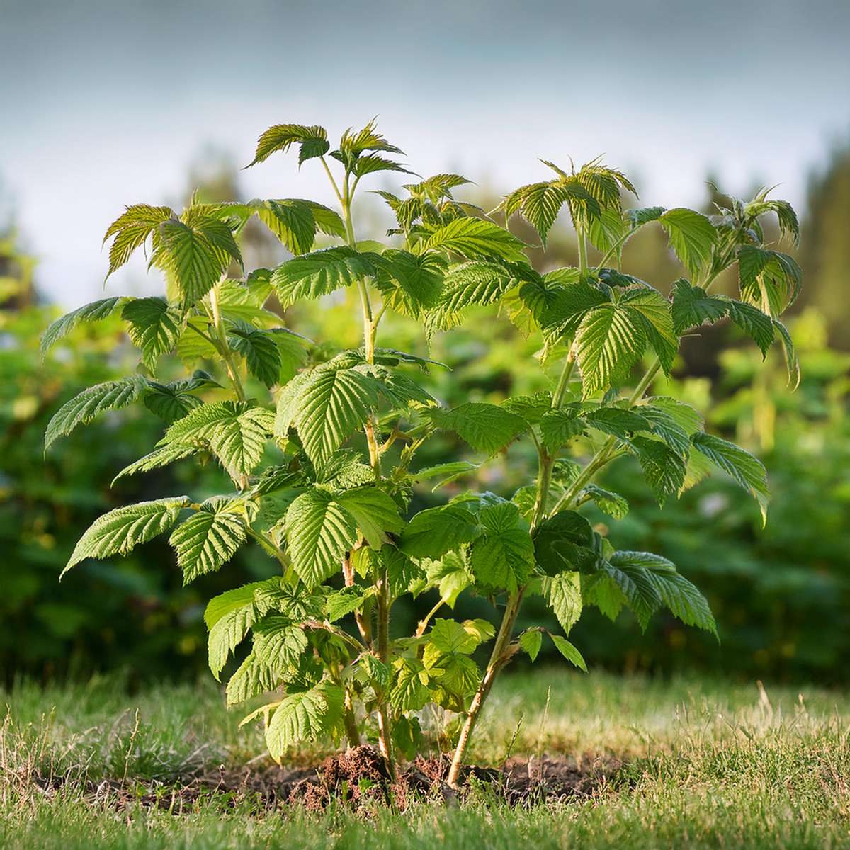 Rubus idaeus 'Malling Promise' - 2er-Set - Himbeere