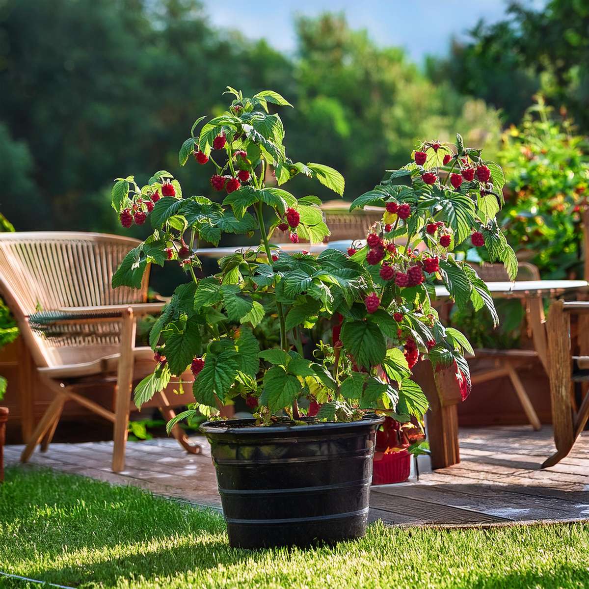 Rubus idaeus 'Malling Promise' - 2er-Set - Himbeere