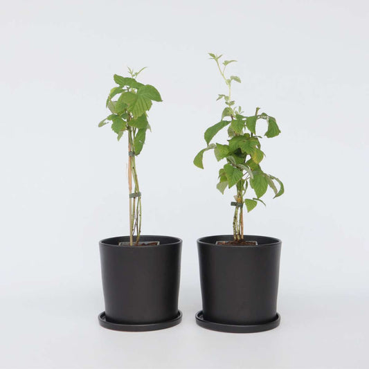 Rubus idaeus 'Malling Promise' - 2er-Set - Himbeere