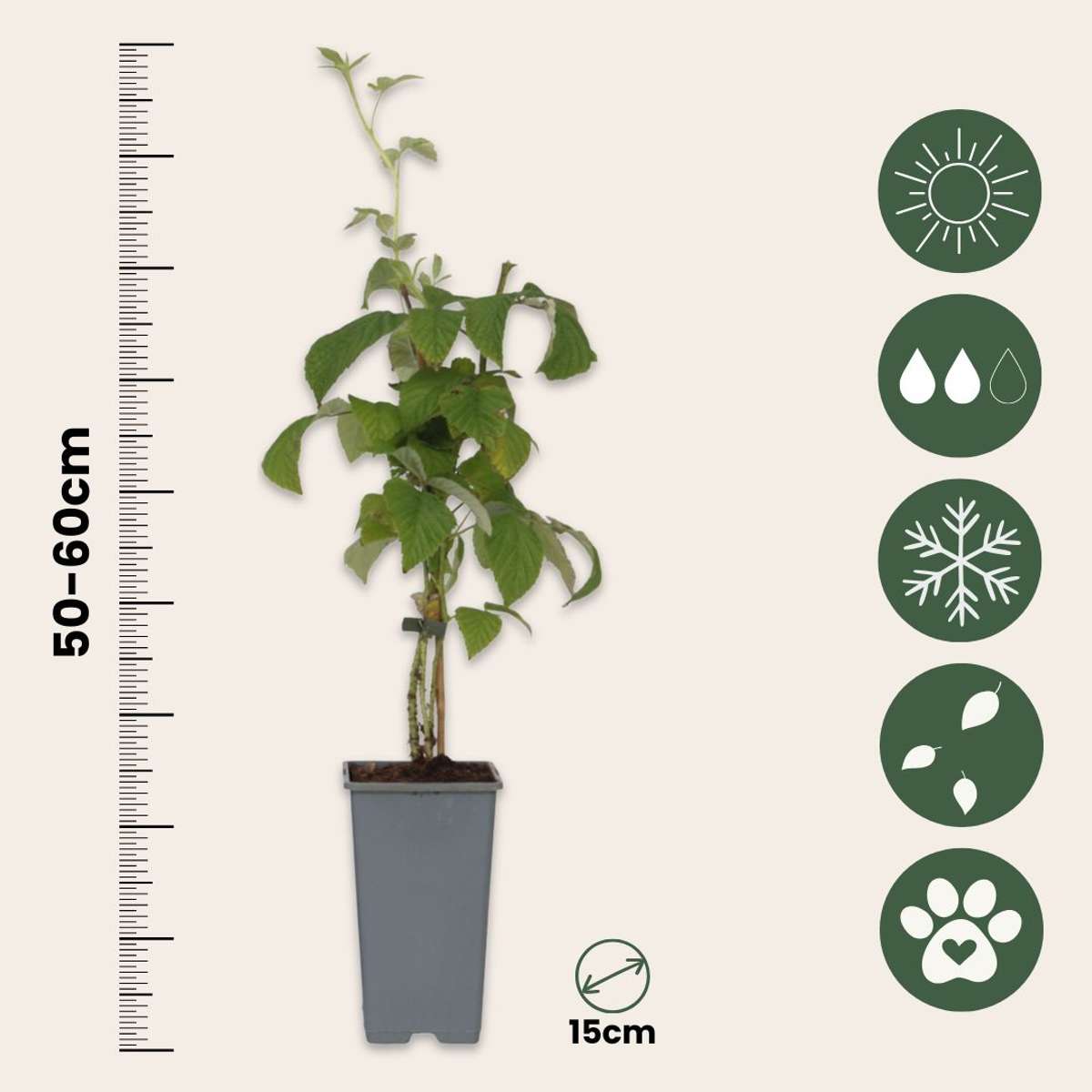 Rubus idaeus 'Malling Promise' - 2er-Set - Himbeere