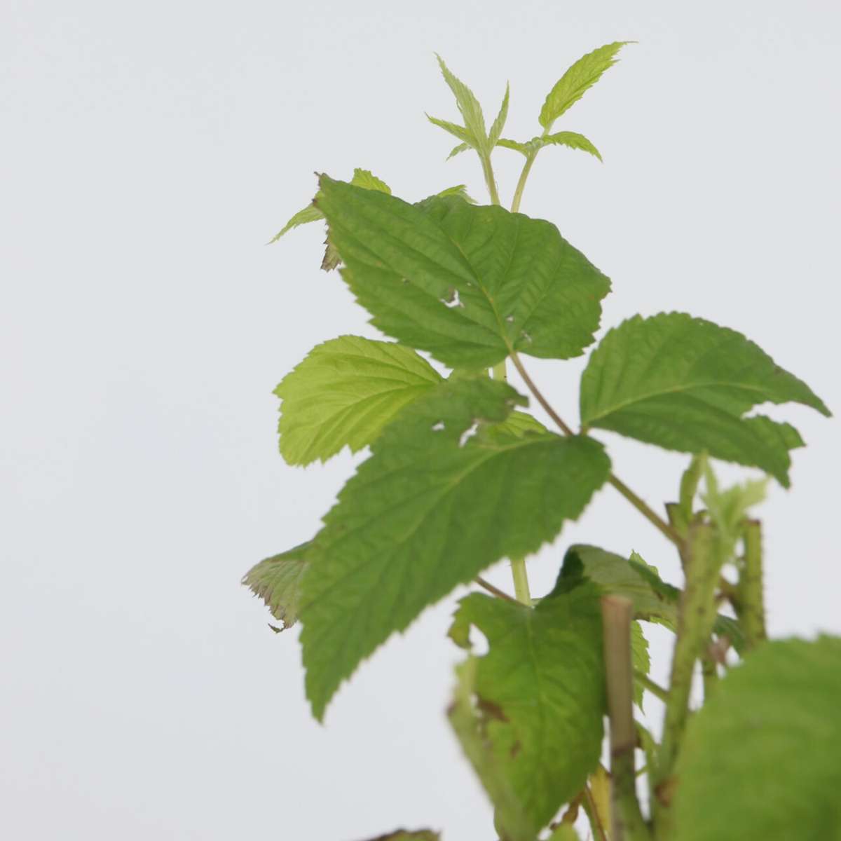 Rubus idaeus 'Malling Promise' - 4er-Set - Himbeere