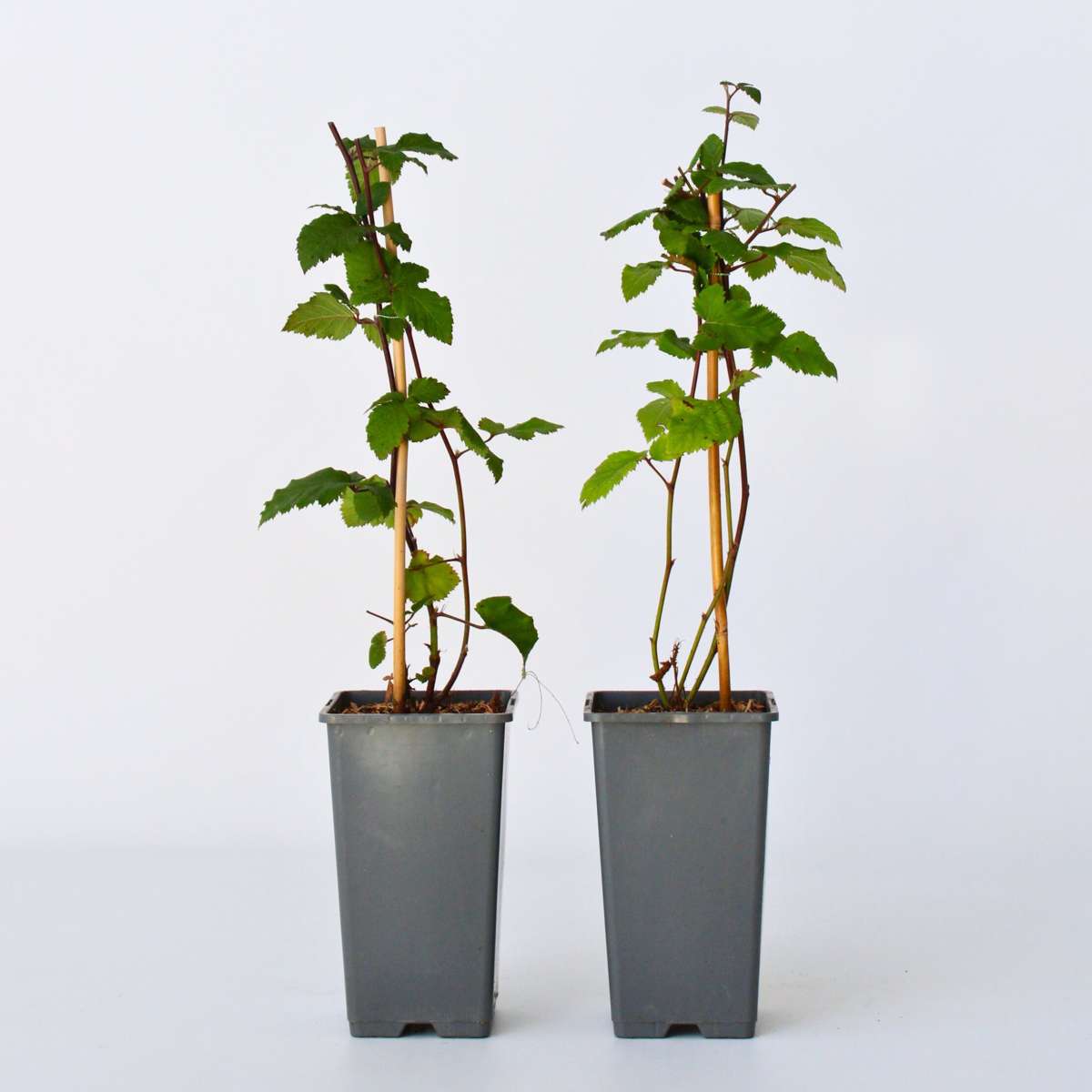 Rubus fruticosus - 2er-Set - Brombeere