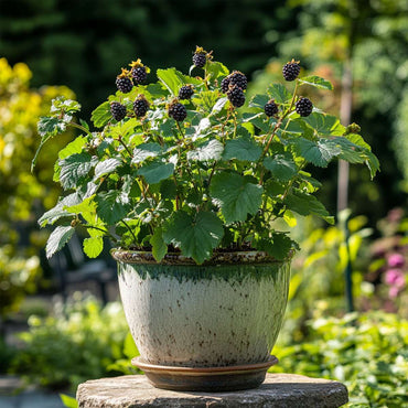 Rubus fruticosus - Set van 4 - Braam