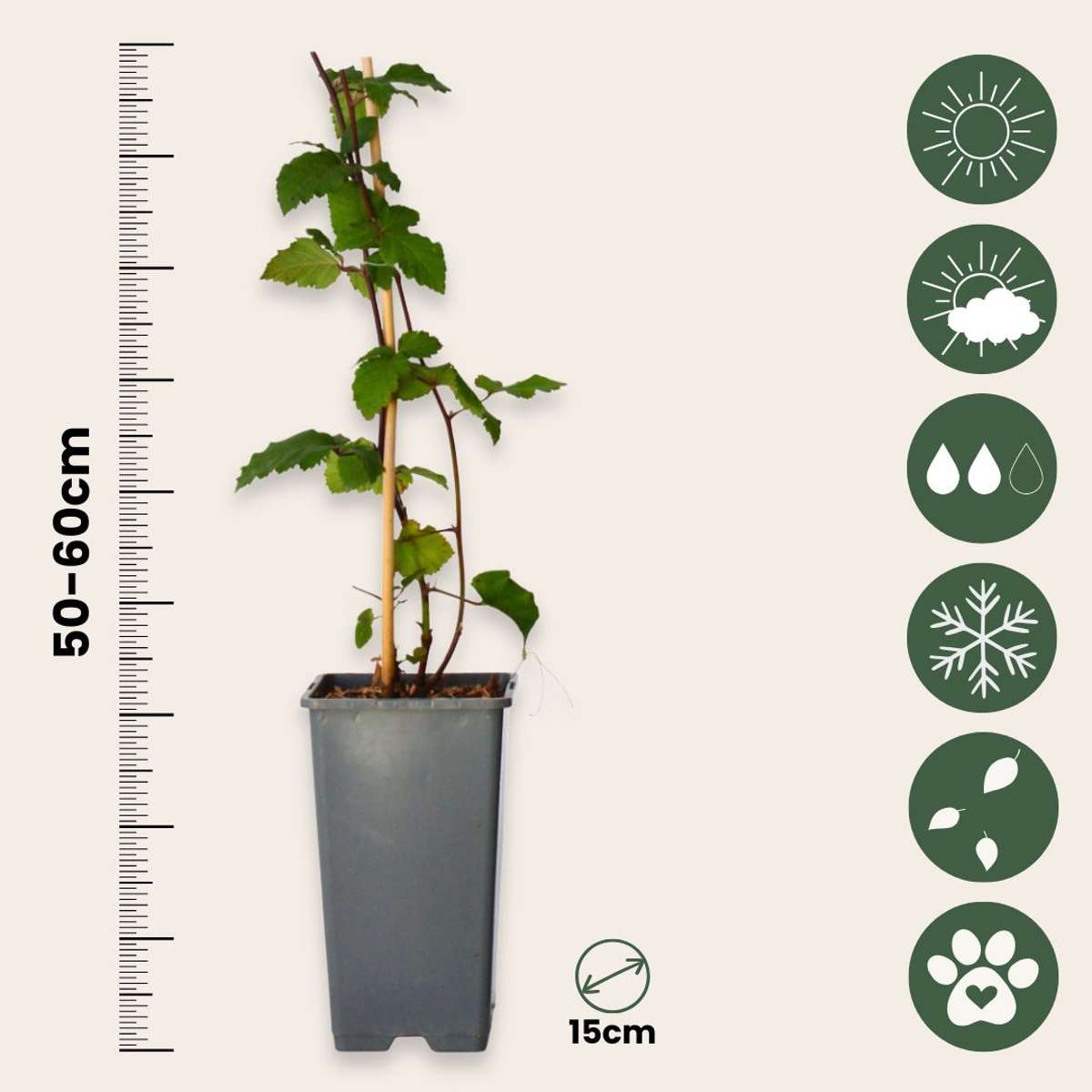 Rubus fruticosus - Set van 4 - Braam