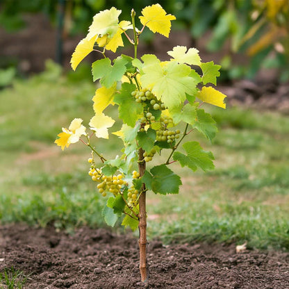 Vitis vinifera 'Himrod' - Weinrebe