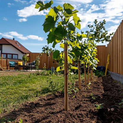 Vitis vinifera 'Himrod' - Weinrebe