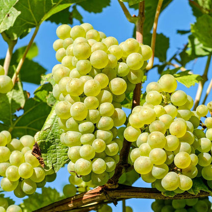 Vitis vinifera 'Himrod' - Weinrebe