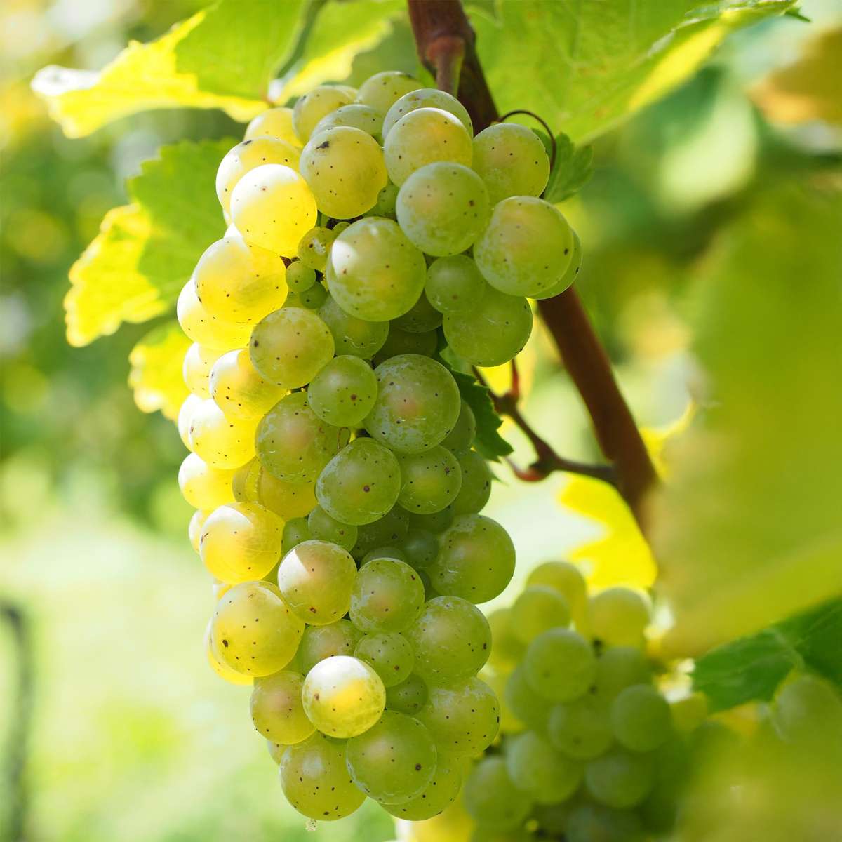 Vitis vinifera ‘Himrod' - Druivenplant