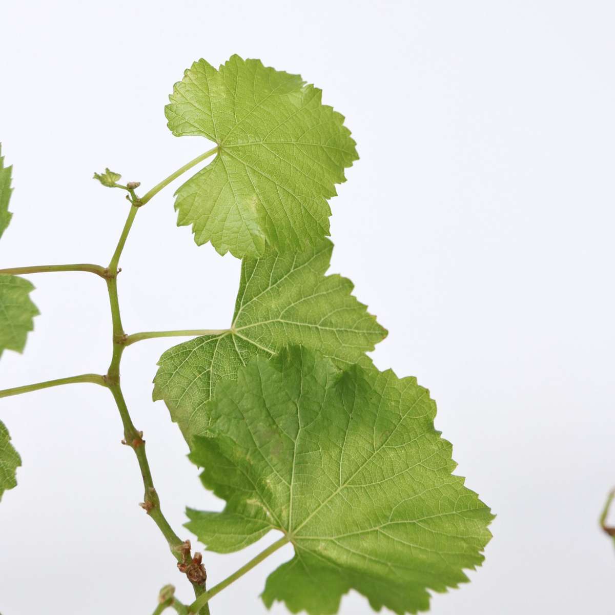 Vitis vinifera ‘Himrod' - Druivenplant
