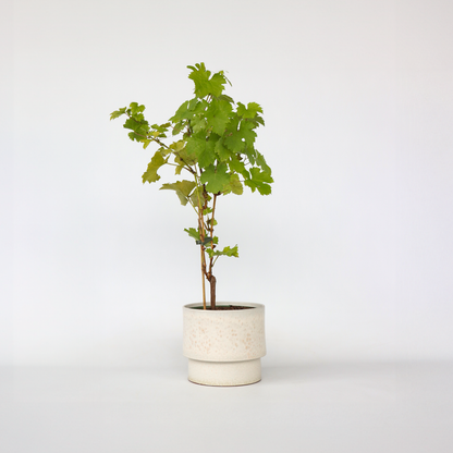 Vitis vinifera 'Himrod' - Weinrebe