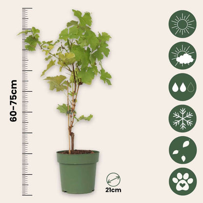 Vitis vinifera 'Himrod' - Weinrebe