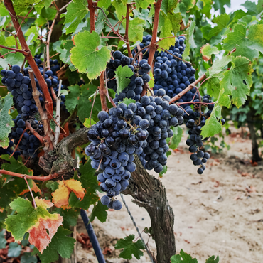 Vitis vinifera ‘Nero' - Druivenplant