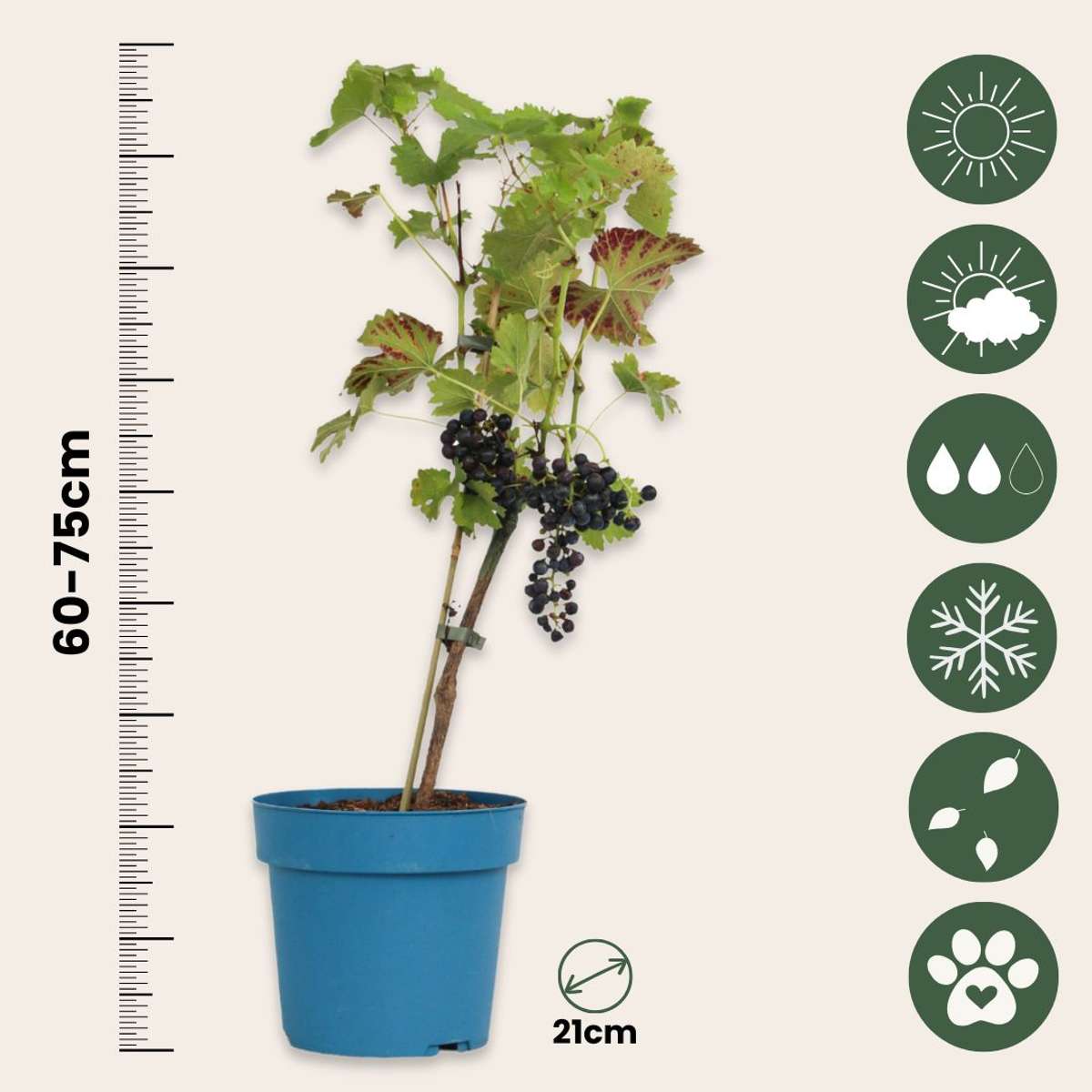 Vitis vinifera ‘Nero' - Druivenplant