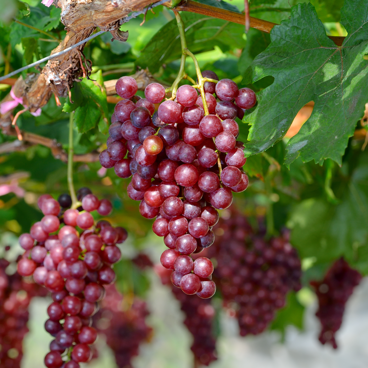 Vitis vinifera 'Vanessa XL' - Weinrebe