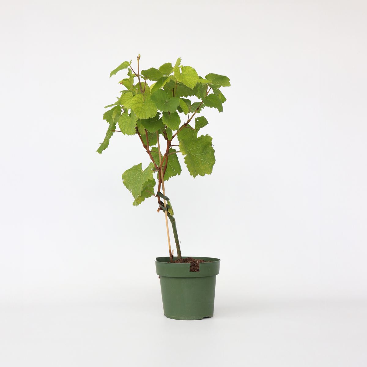Vitis vinifera 'Vanessa XL' - Weinrebe