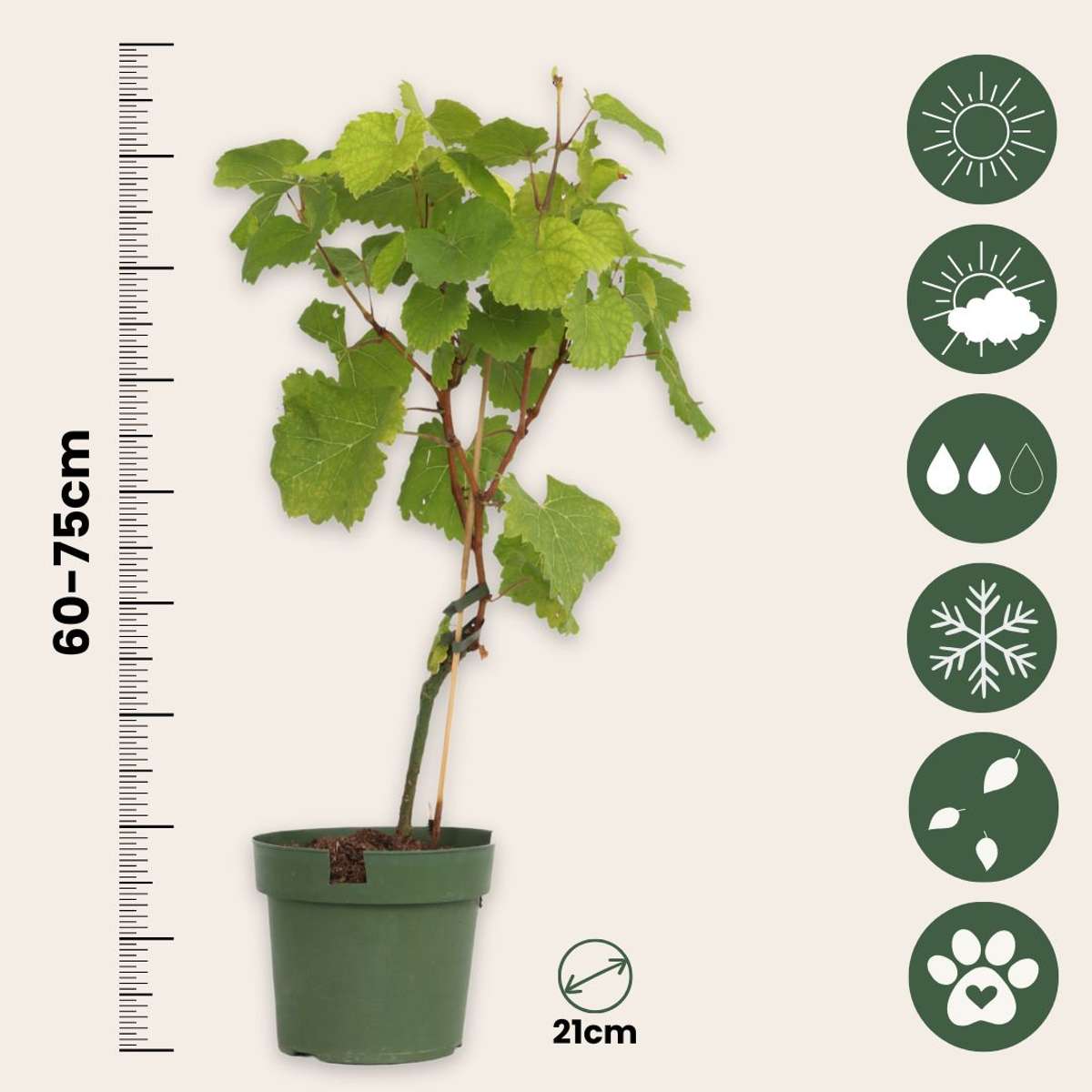 Vitis vinifera 'Vanessa XL' - Weinrebe