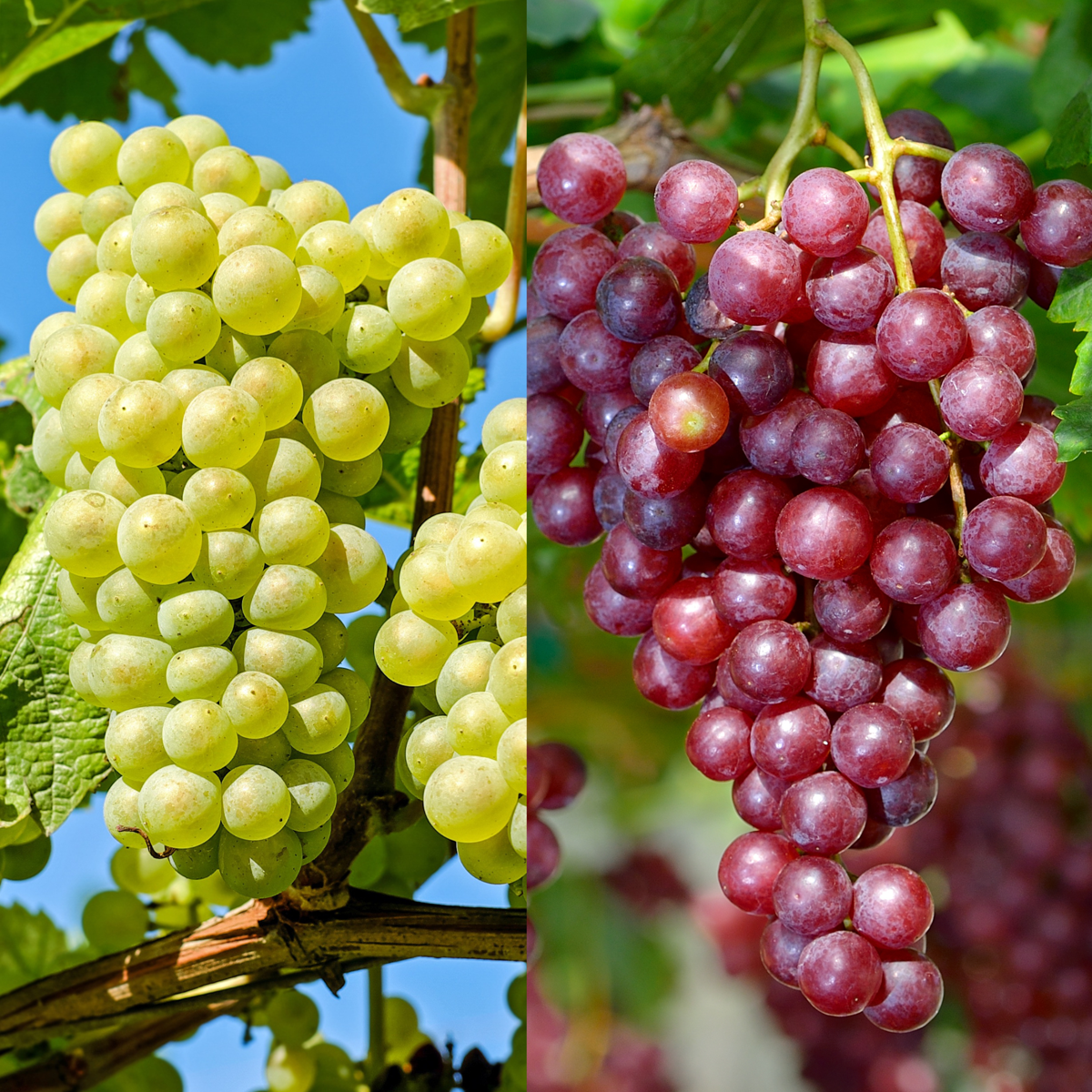 Weinmischung Vitis vinifera - 2 Sorten - Weinrebenpflanze