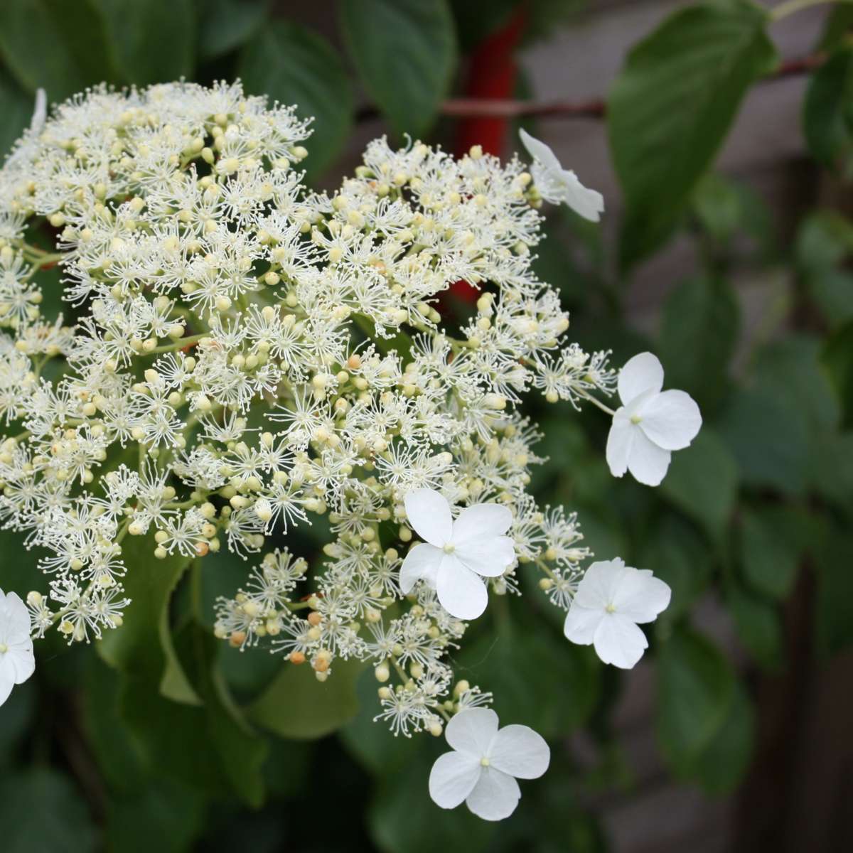 Hydrangea anomala petiolaris - Kletterhortensie
