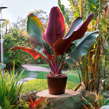 Musa sikkimensis Ever Red - Rote Bananenpflanze