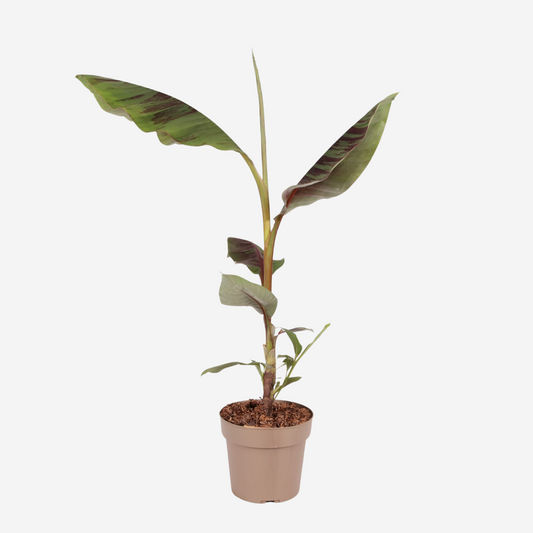 Musa sikkimensis Ever Red - Rote Bananenpflanze