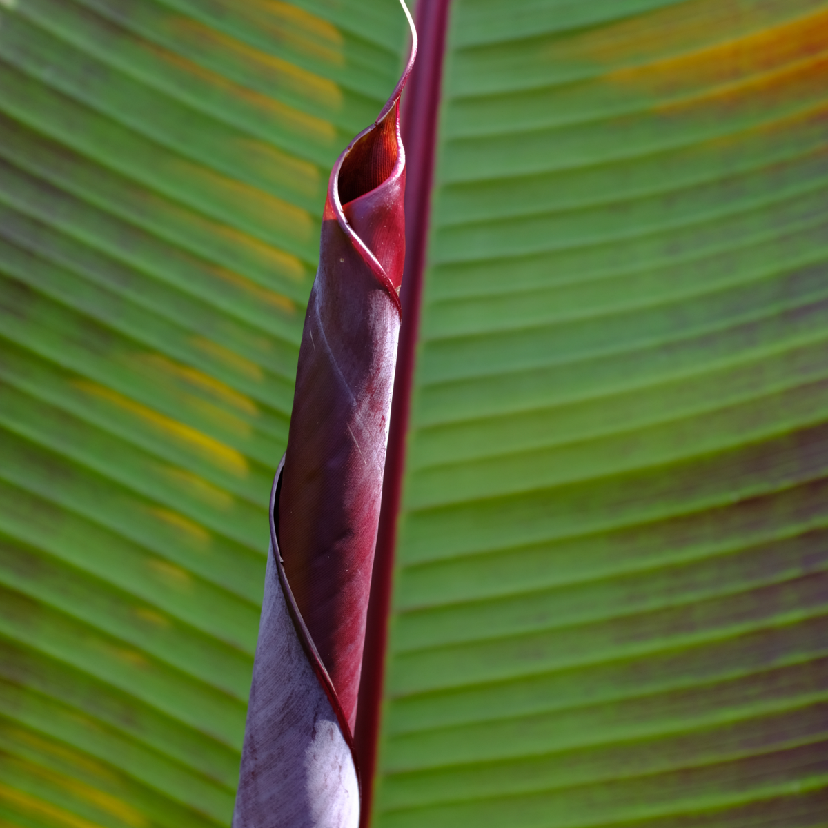 Musa sikkimensis Ever Red - 2er-Set - Rote Bananenpflanze