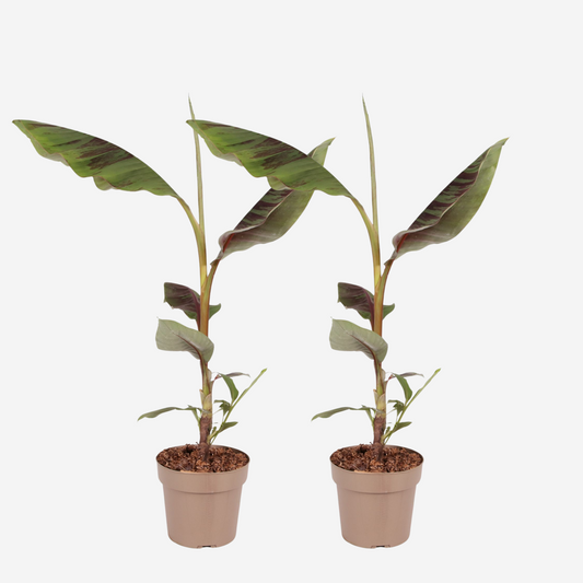 Musa sikkimensis Ever Red - 2er-Set - Rote Bananenpflanze