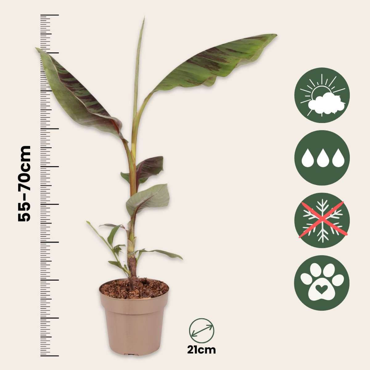Musa sikkimensis Ever Red - 2er-Set - Rote Bananenpflanze