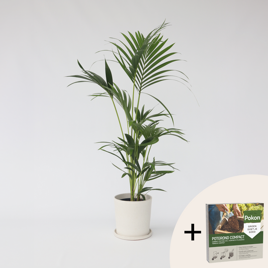 Howea Forsteriana - Kentiapalme - Mit Blumenerde