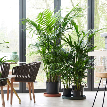 Howea Forsteriana - Kentiapalme - Mit Blumenerde