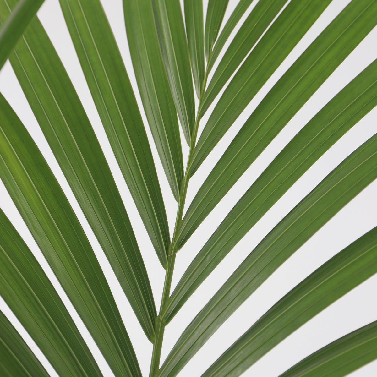 Howea Forsteriana - Kentiapalme