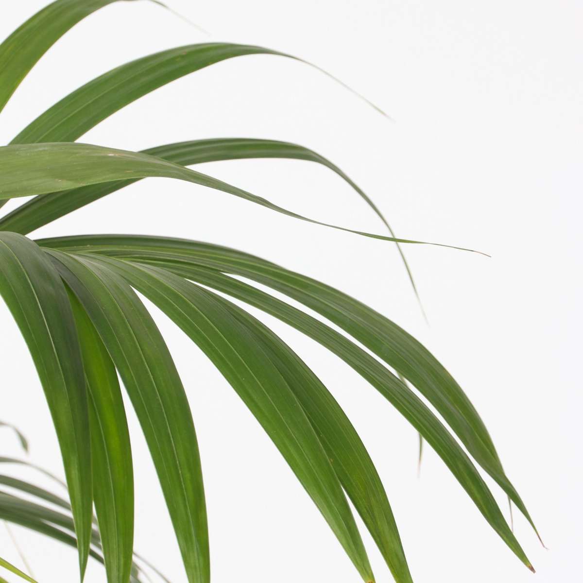 Howea Forsteriana - Kentiapalme - Mit Blumenerde