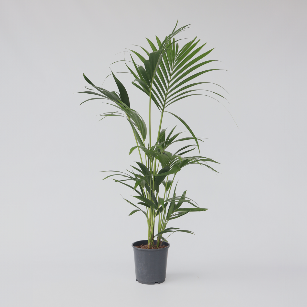 Howea Forsteriana - Kentiapalme