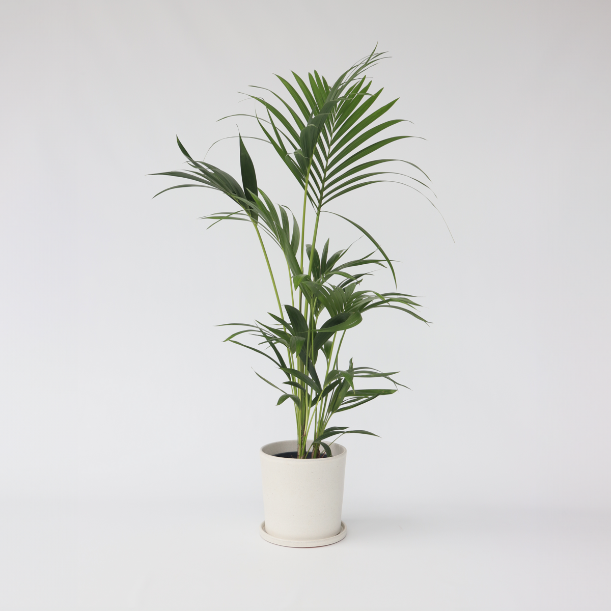 Howea Forsteriana - Kentiapalme