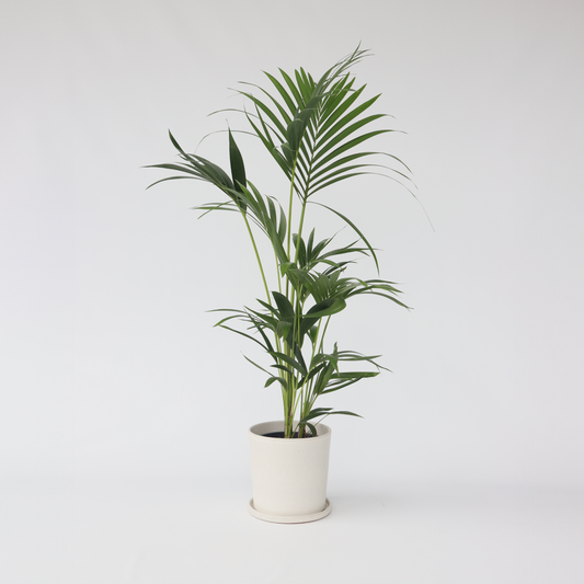 Howea Forsteriana - Kentiapalme