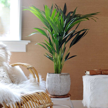 Howea Forsteriana - 2er-Set - Kentiapalme