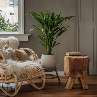 Howea Forsteriana - 2er-Set - Kentiapalme