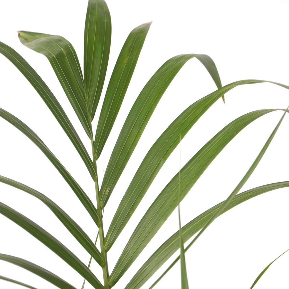 Howea Forsteriana - 2er-Set - Kentiapalme