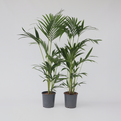 Howea Forsteriana - 2er-Set - Kentiapalme