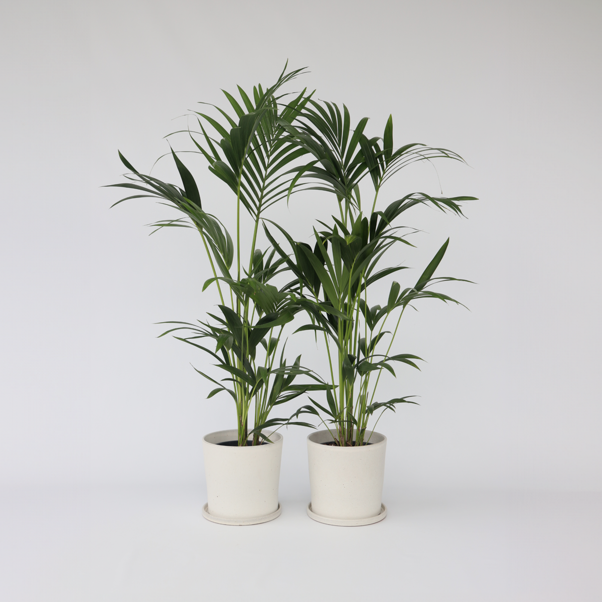 Howea Forsteriana - 2er-Set - Kentiapalme